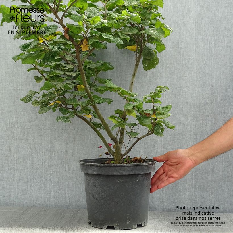 Exemplaar van Cercis canadensis Little Woody - Amerikaanse Judasboom Pot van 6 l/7 l zoals geleverd in de zomer