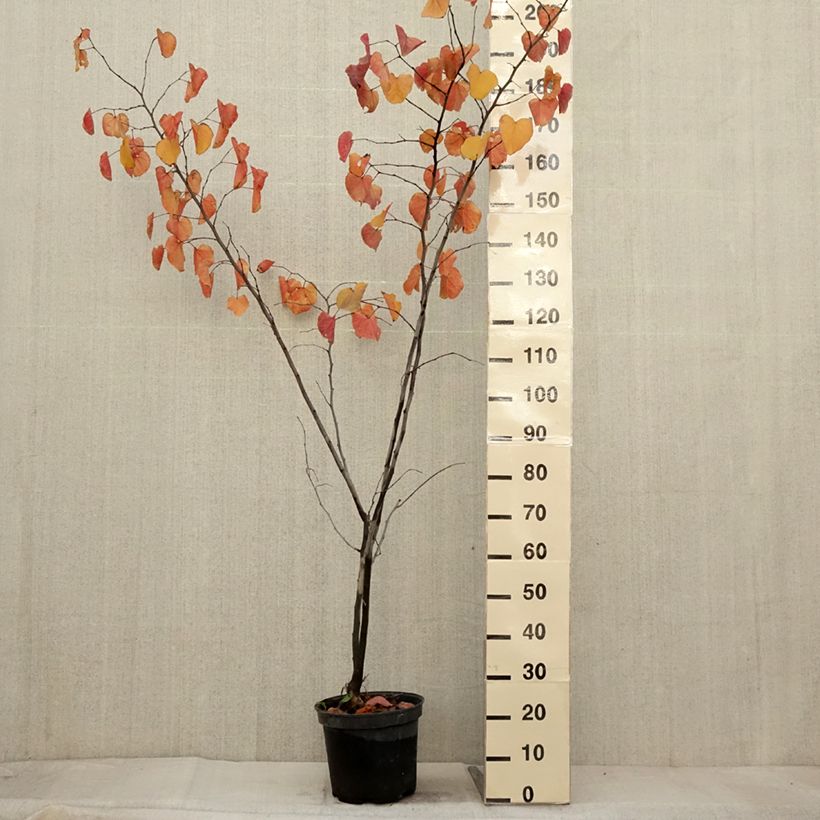 Exemplaar van Cercis canadensis Merlot - Amerikaanse Judasboom Pot van 6 l/7 l zoals geleverd in de herfst