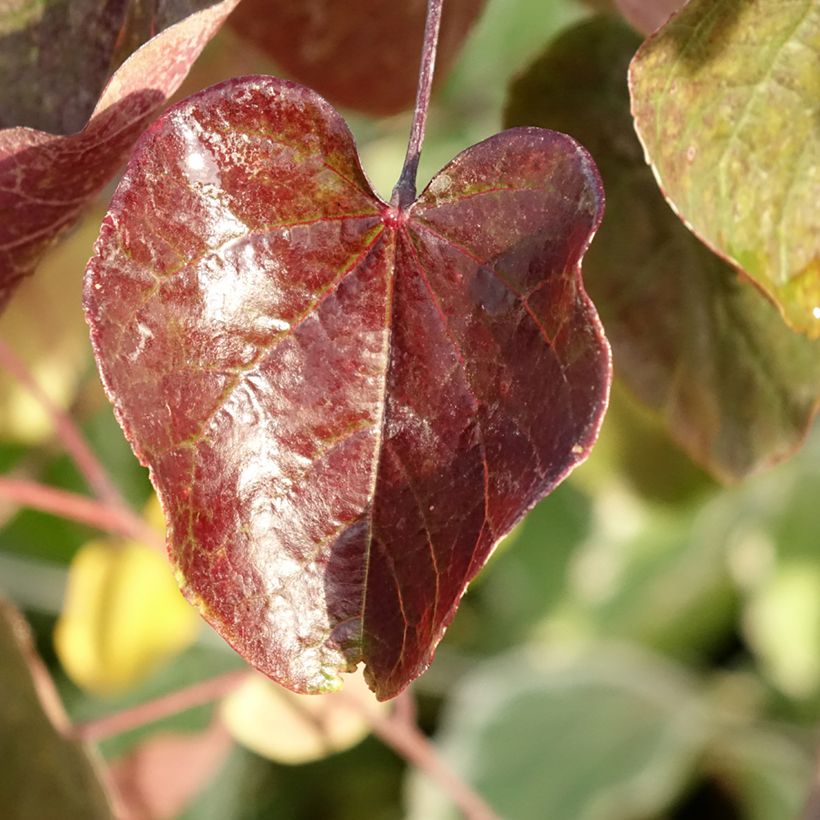Cercis canadensis Merlot - Amerikaanse Judasboom (Blad)