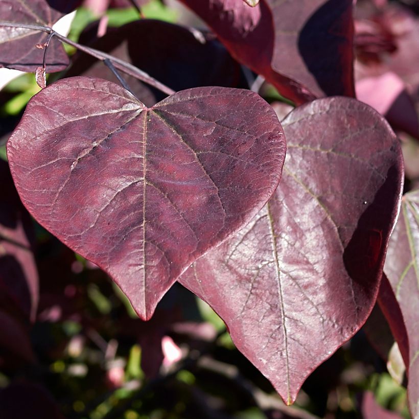Cercis canadensis Red Force - Amerikaanse Judasboom (Blad)