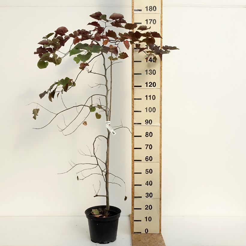 Exemplaar van Cercis canadensis Ruby Falls - Amerikaanse Judasboom Pot van 7,5 l/10 l zoals geleverd in de zomer