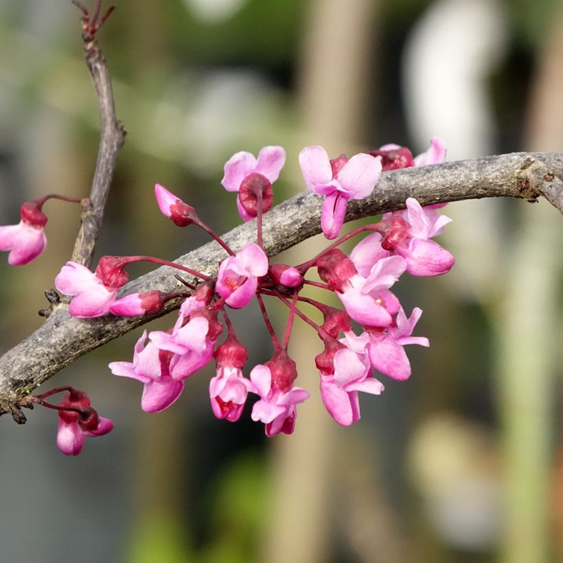 Cercis canadensis Ruby Falls - Amerikaanse Judasboom (Bloei)