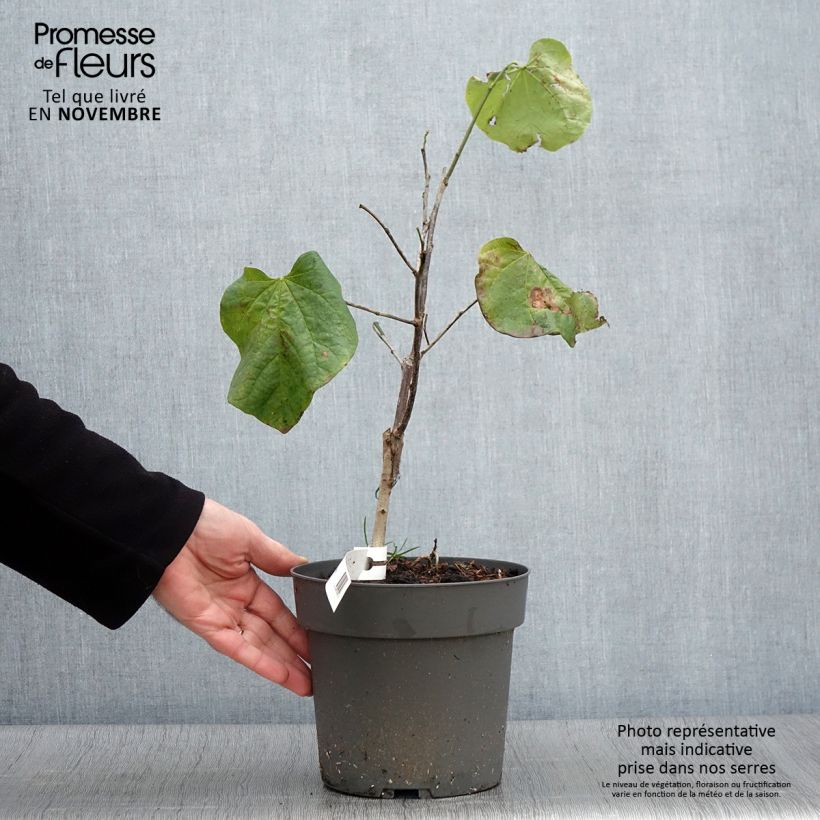 Exemplaar van Cercis canadensis Texas White - Amerikaanse Judasboom Pot van 4 l/5 l zoals geleverd in de herfst