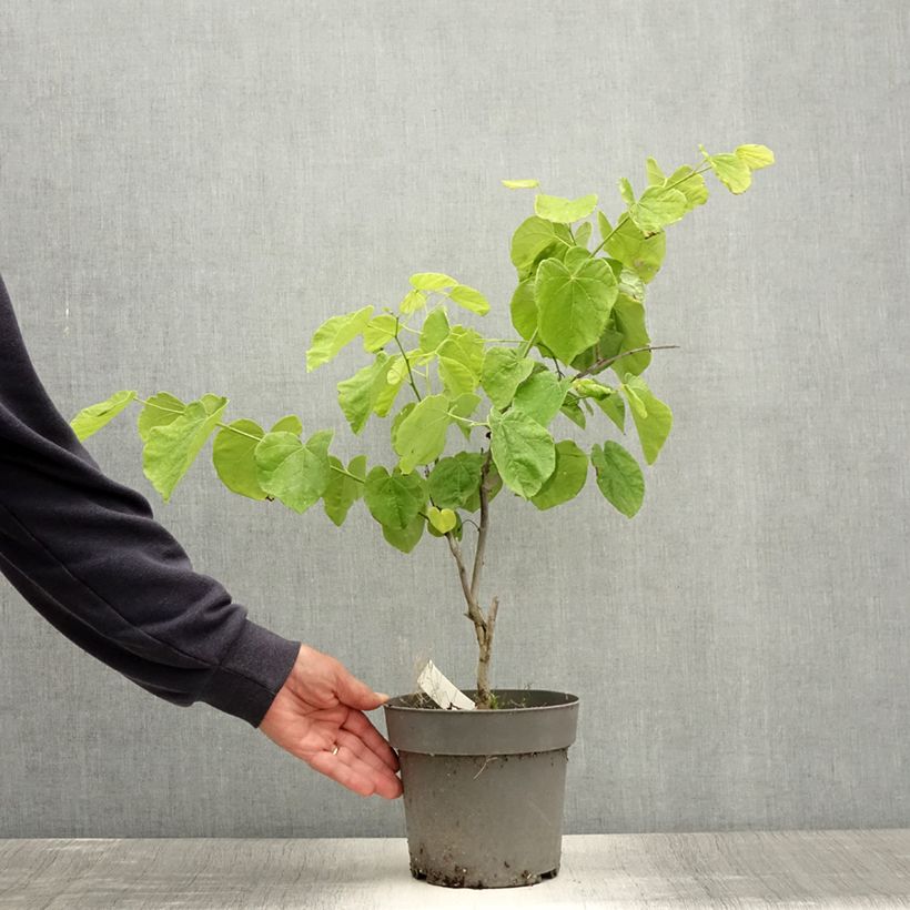 Exemplaar van Cercis canadensis Texas White - Amerikaanse Judasboom Pot van 4 l/5 l zoals geleverd in de zomer