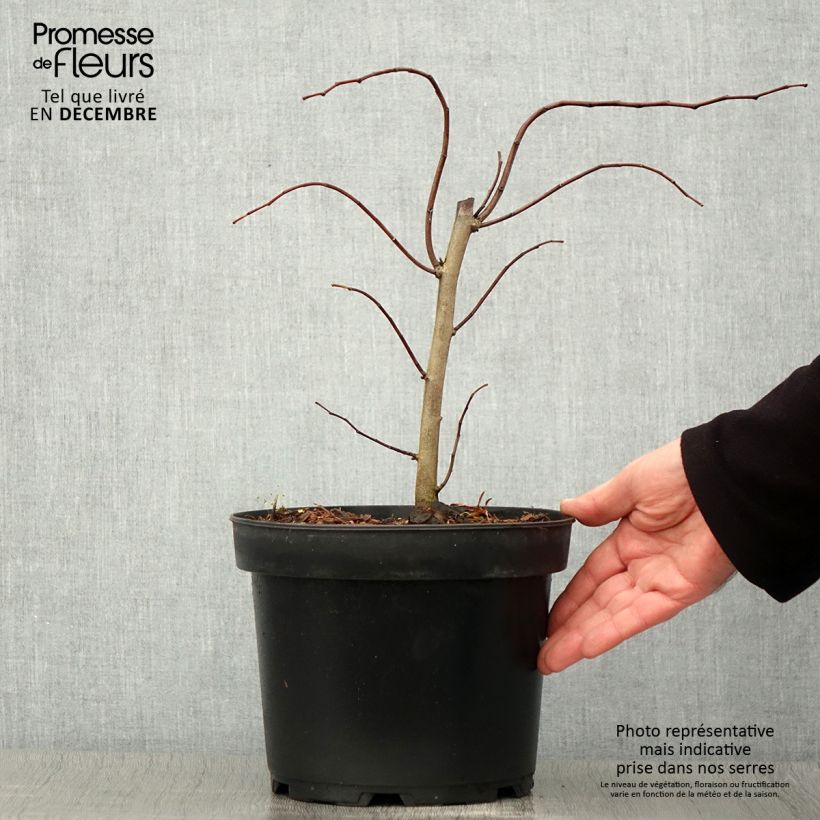 Exemplaar van Cercis canadensis The Rising Sun - Gainier du Canada Pot de 2L/3L zoals geleverd in de herfst