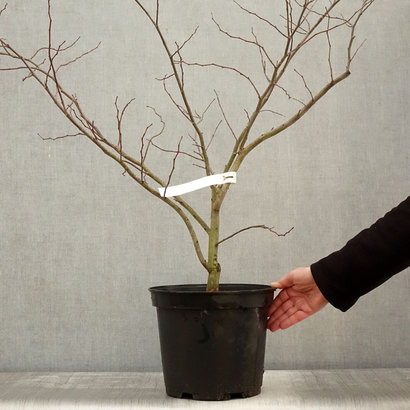 Exemplaar van Cercis canadensis The Rising Sun - Amerikaanse Judasboom Pot van 2 l/3 l zoals geleverd in de winter