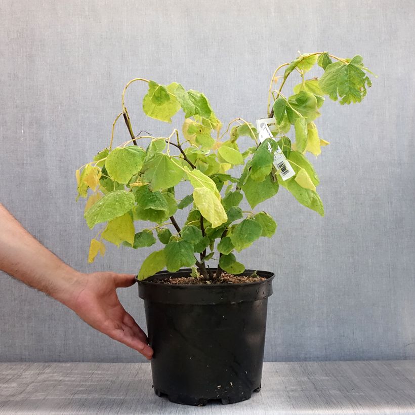 Exemplaar van Cercis canadensis The Rising Sun - Amerikaanse Judasboom Pot van 6 l/7 l zoals geleverd in de zomer