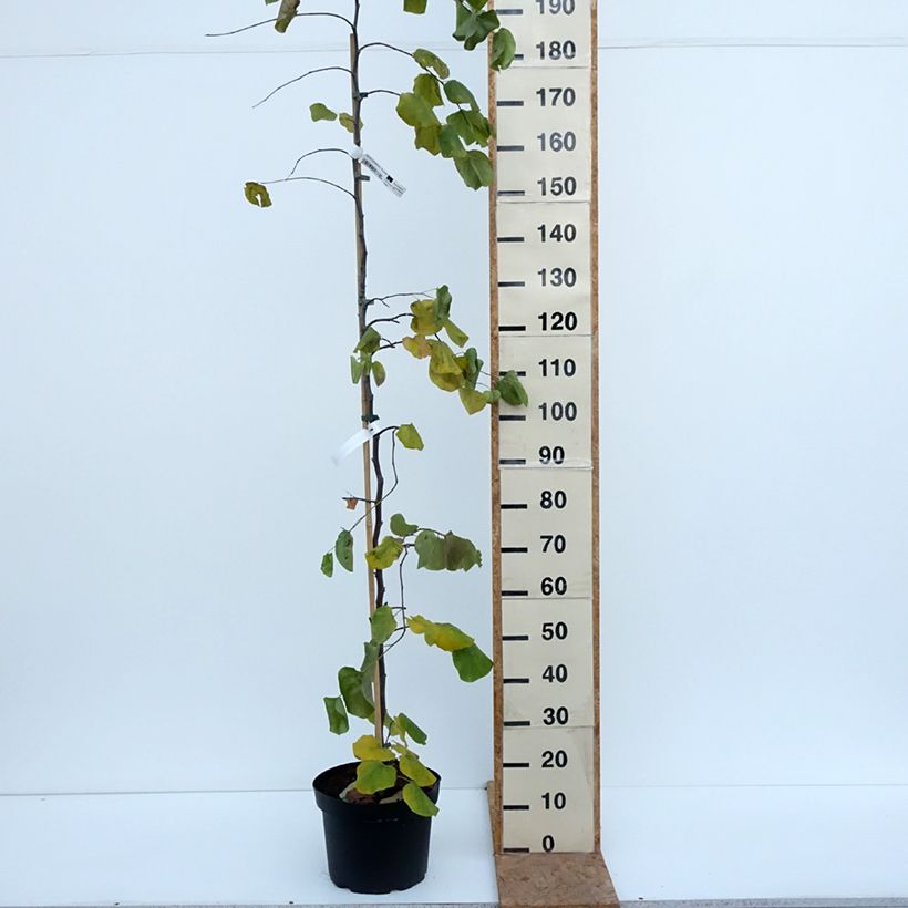 Exemplaar van Cercis canadensis Traveller - Amerikaanse Judasboom Pot van 7,5 l/10 l zoals geleverd in de herfst