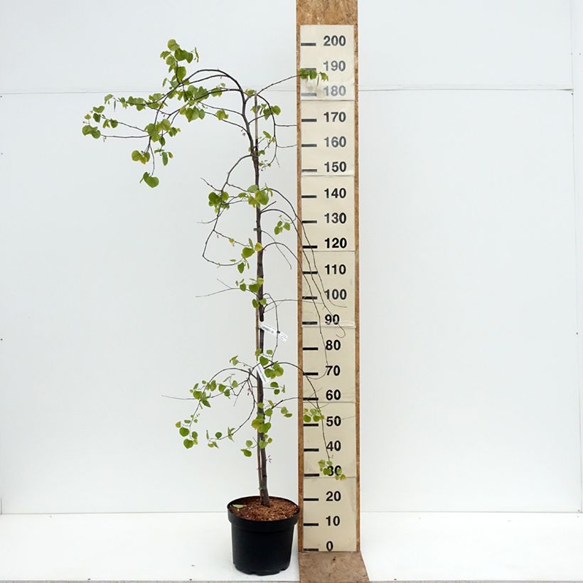 Exemplaar van Cercis canadensis Traveller - Amerikaanse Judasboom Pot van 7,5 l/10 l zoals geleverd in de lente