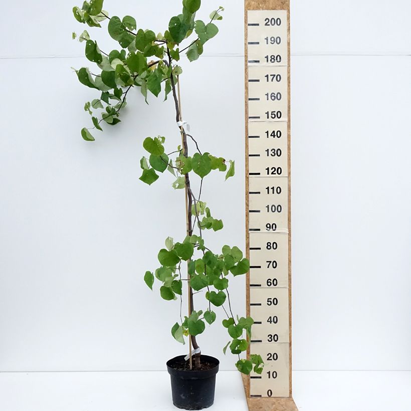 Exemplaar van Cercis canadensis Vanilla Twist - Amerikaanse Judasboom Pot van 7,5 l/10 l, Half-hoge stam zoals geleverd in de zomer
