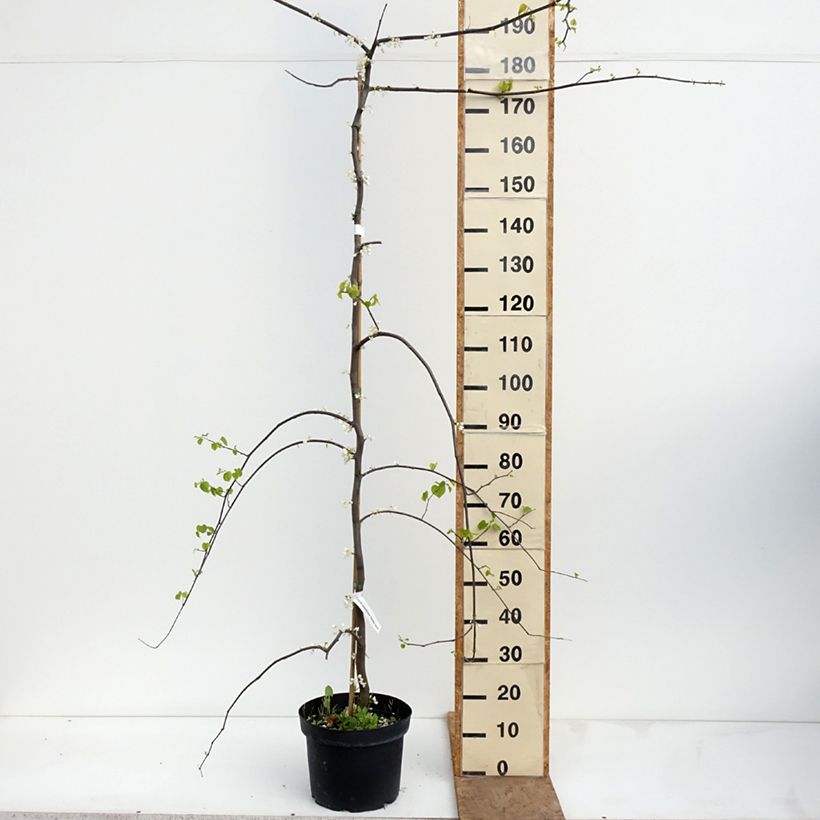 Exemplaar van Cercis canadensis Vanilla Twist - Amerikaanse Judasboom Pot van 7,5 l/10 l, Half-hoge stam zoals geleverd in de lente