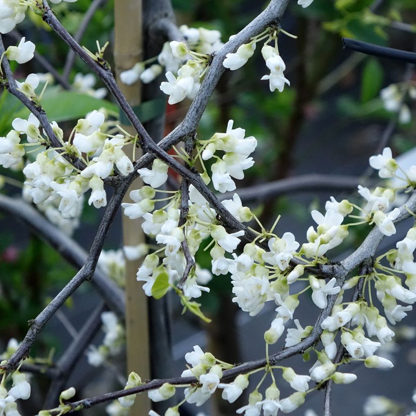 Cercis canadensis Vanilla Twist - Amerikaanse Judasboom (Bloei)
