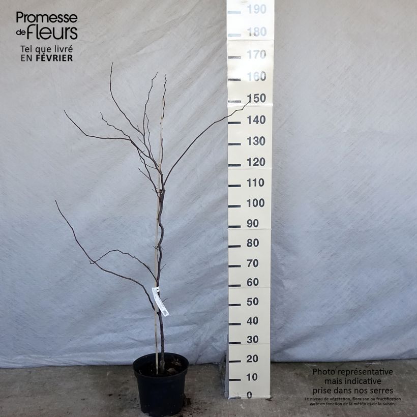 Exemplaar van Cercis canadensis Carolina Sweetheart - Amerikaanse Judasboom Pot van 6 l/7 l zoals geleverd in de winter