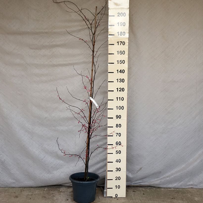 Example of Cercis canadensis Carolina Sweetheart - Amerikaanse Judasboom Pot van 6 l/7 l as you get in printemps