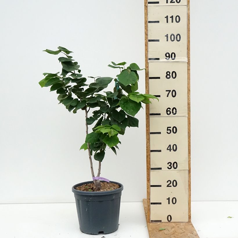 Exemplaar van Cercis chinensis Avondale - Chinese judasboom Pot van 7,5 l/10 l zoals geleverd in de zomer