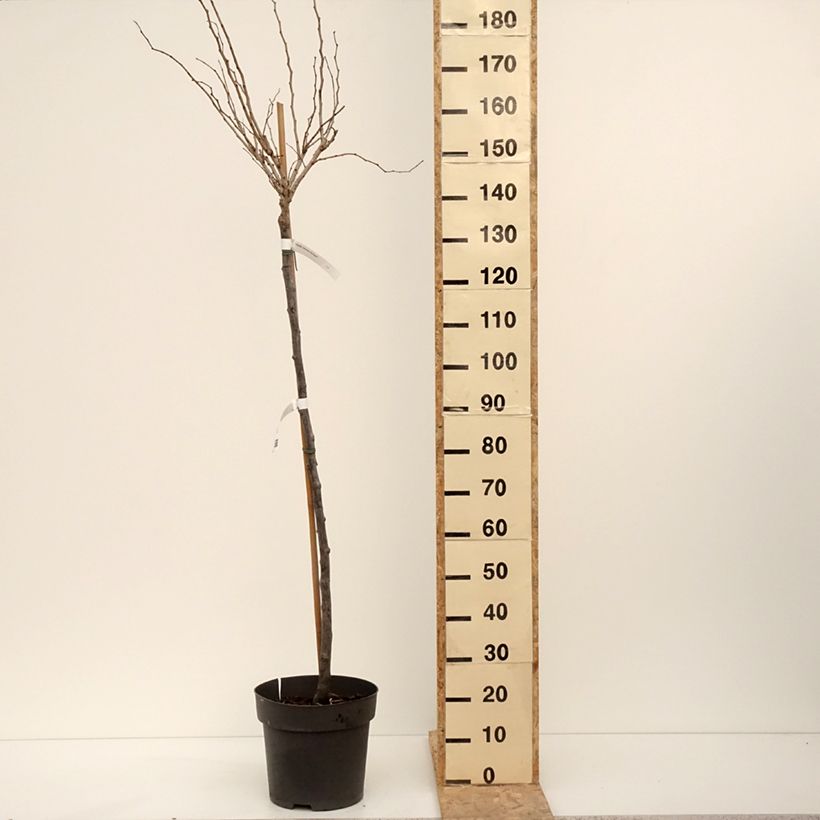 Exemplaar van Cercis chinensis Don Egolf - Gainier de Chine compact Pot de 12L/15L, Tige, Tige de 120 cm zoals geleverd in de winter