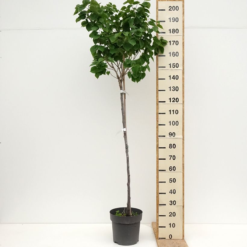 Exemplaar van Cercis chinensis Don Egolf - Chinese judasboom Pot van 12 l/15 l, Stengel zoals geleverd in de lente