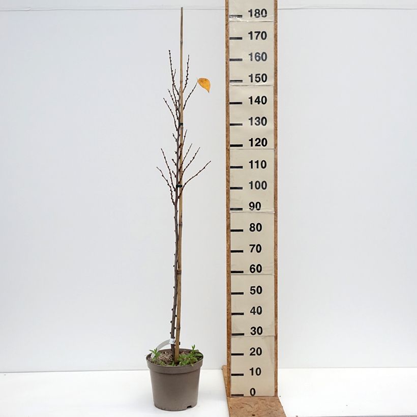 Exemplaar van Cercis chinensis Kays Early Hope - Chinese judasboom Pot van 6 l/7 l, Kroonhoogte zoals geleverd in de herfst