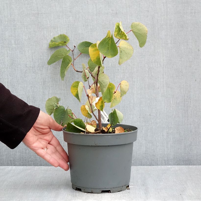 Exemplaar van Cercis siliquastrum - Judasboom Pot van 3 l/4 l zoals geleverd in de herfst