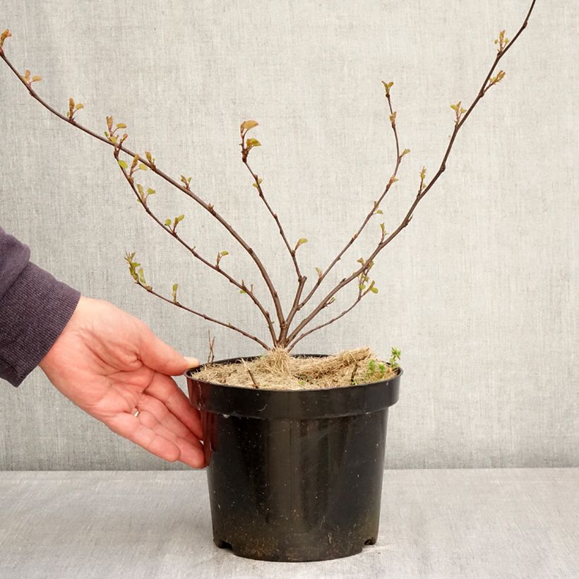 Exemplaar van Cercis siliquastrum - Judasboom Pot van 3 l/4 l zoals geleverd in de lente