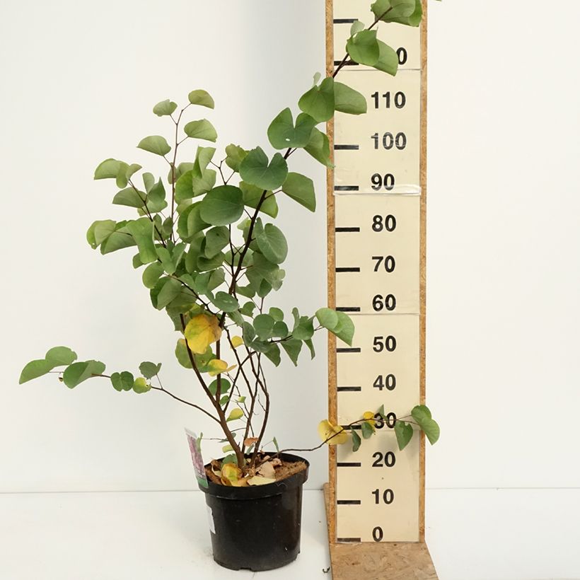 Exemplaar van Cercis siliquastrum - Judasboom Pot van 20 l/25 l zoals geleverd in de zomer