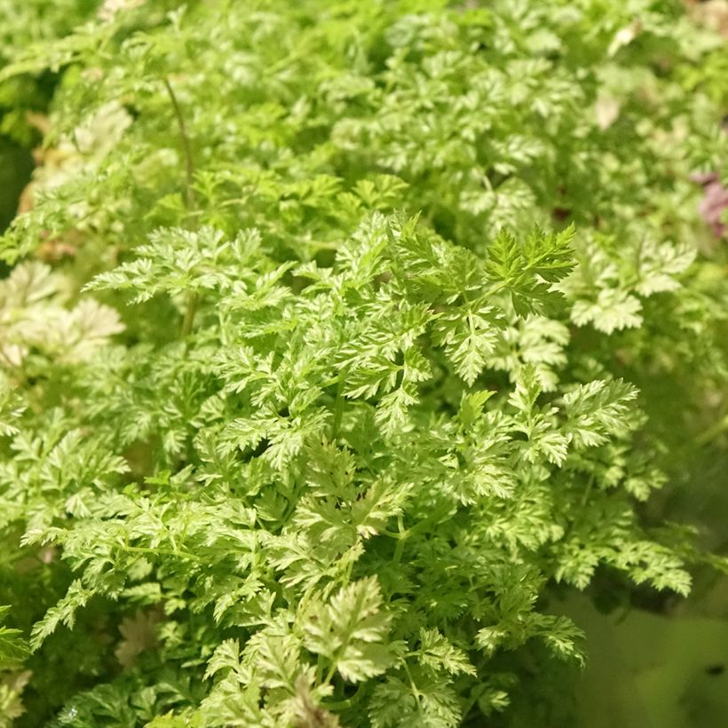 Kervel - Anthriscus cerefolium (jonge planten) (Blad)