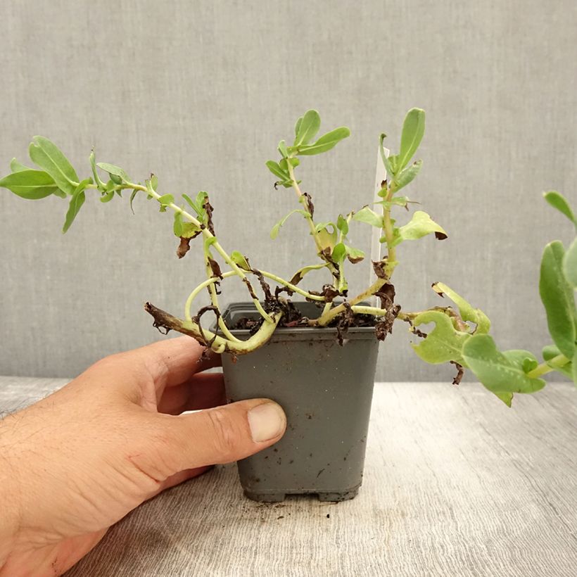 Exemplaar van Cerinthe glabra - glanshoningkruid Kweekpotje van 8/9 cm zoals geleverd in de herfst