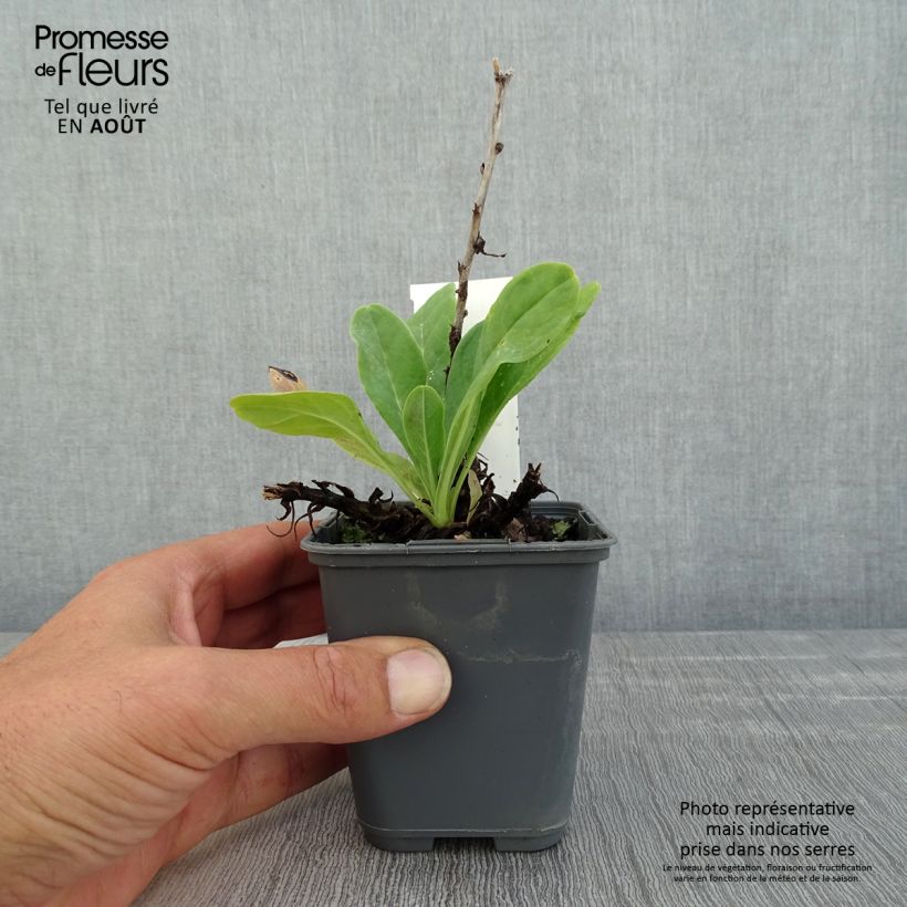 Exemplaar van Cerinthe glabra - glanshoningkruid Kweekpotje van 8/9 cm zoals geleverd in de zomer