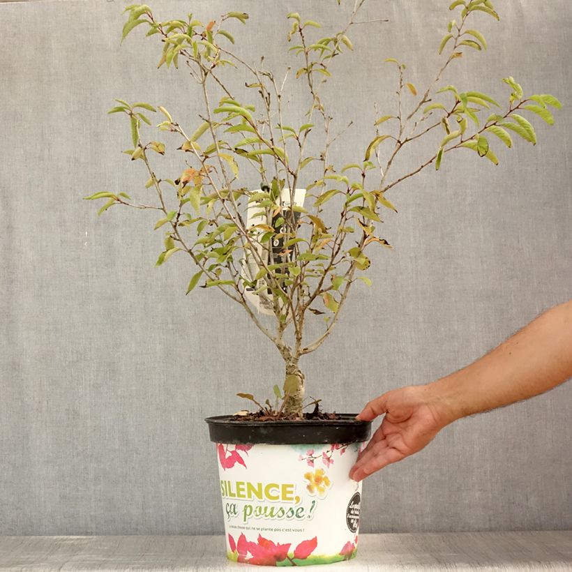 Exemplaar van Prunus subhirtella Autumnalis Rosea - Winterbloeiende kers Pot van 7,5 l/10 l zoals geleverd in de zomer