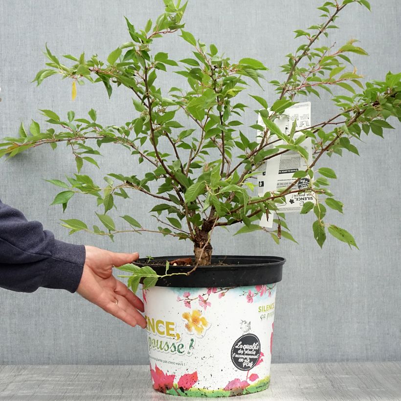 Exemplaar van Prunus subhirtella Autumnalis Rosea - Winterbloeiende kers Pot van 7,5 l/10 l zoals geleverd in de lente