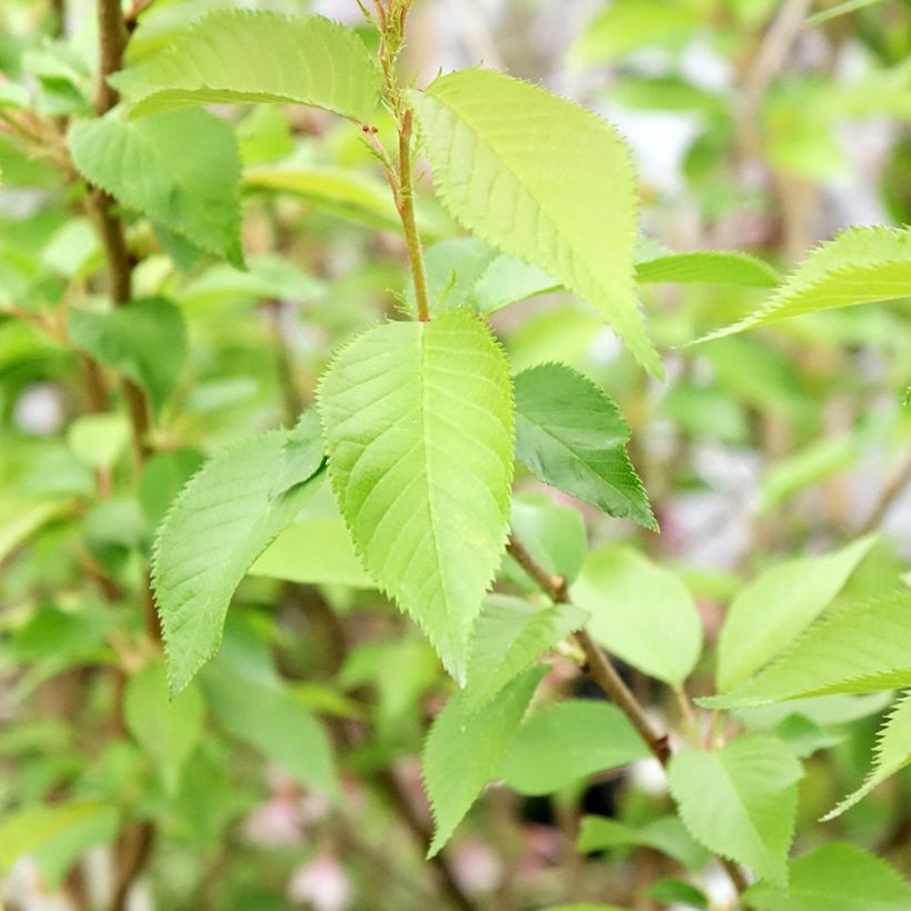 Prunus subhirtella Autumnalis Rosea - Winterbloeiende kers (Blad)