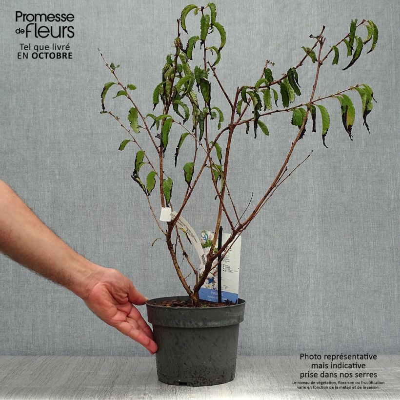 Exemplaar van Prunus incisa Oshidori - Fuji-kers Pot van 2 l/3 l zoals geleverd in de herfst