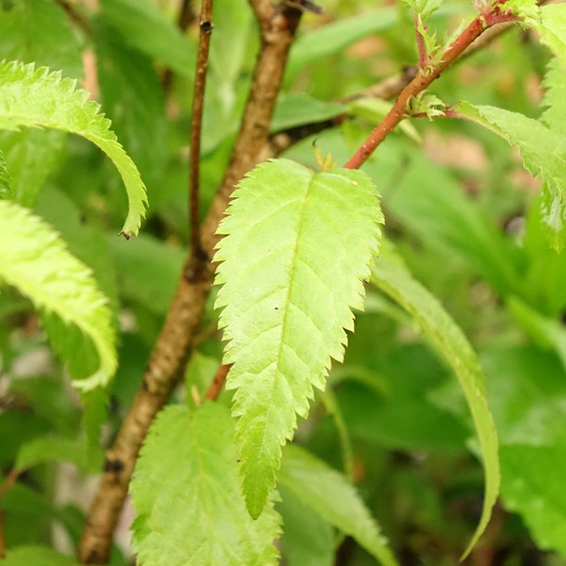 Prunus incisa Oshidori - Fuji-kers (Blad)