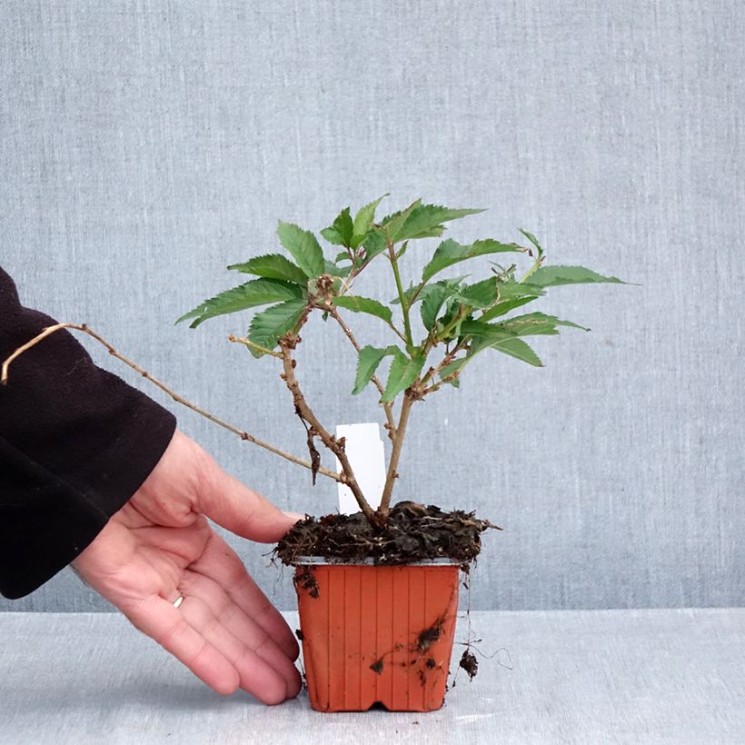 Exemplaar van Prunus incisa Paean - Fuji-kers Kweekpotje van 8/9 cm zoals geleverd in de herfst