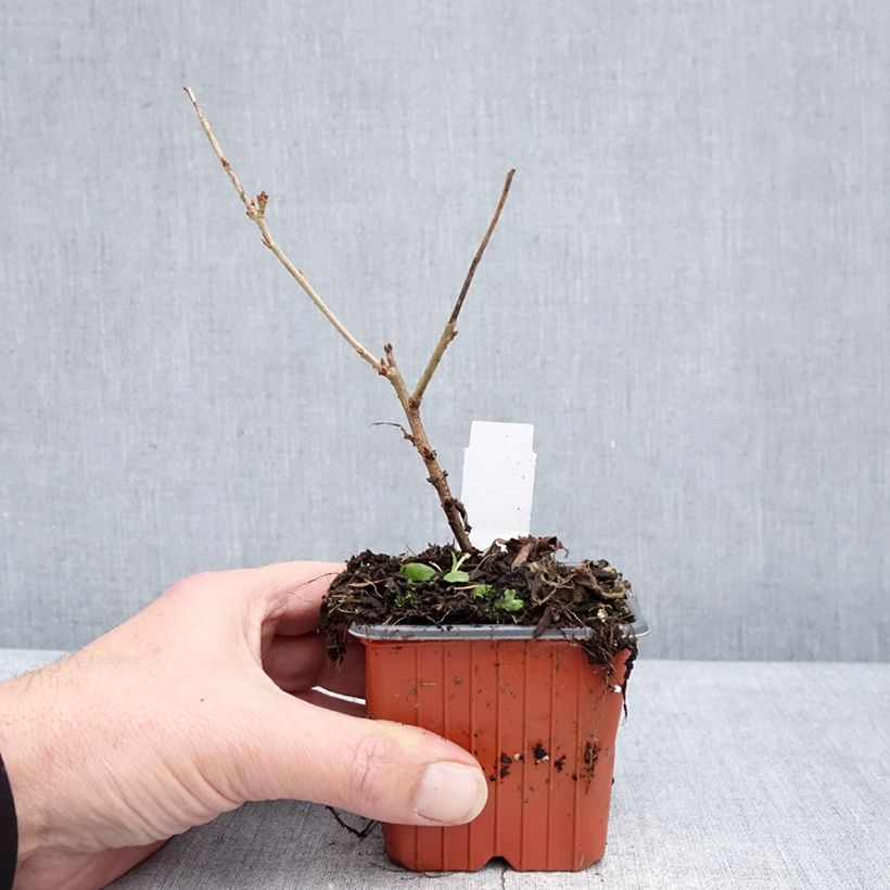 Exemplaar van Prunus incisa Paean - Fuji-kers Kweekpotje van 8/9 cm zoals geleverd in de winter