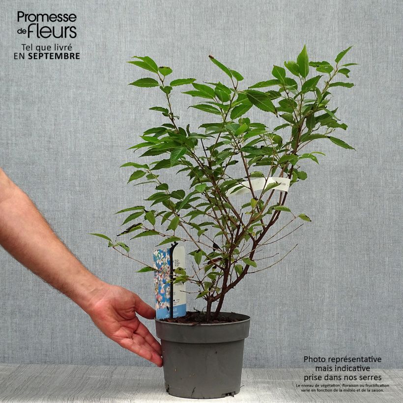 Exemplaar van Prunus incisa Paean - Fuji-kers Pot van 2 l/3 l zoals geleverd in de herfst
