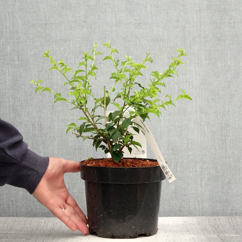 Exemplaar van Prunus incisa Yamadei - Fuji-kers Pot van 2 l/3 l zoals geleverd in de zomer
