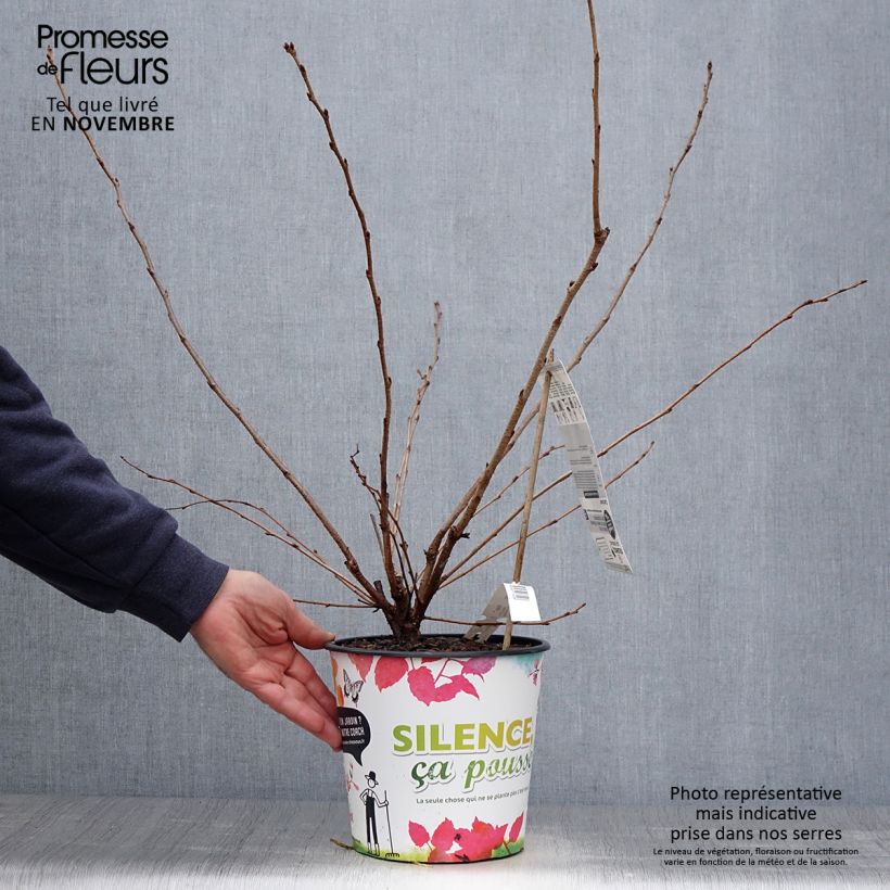 Exemplaar van Cerisier du Japon - Prunus Accolade Pot de 4L/5L zoals geleverd in de herfst