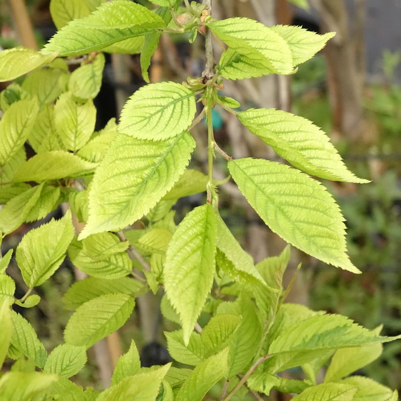 Prunus incisa Frilly Frock - Fuji-kers (Blad)
