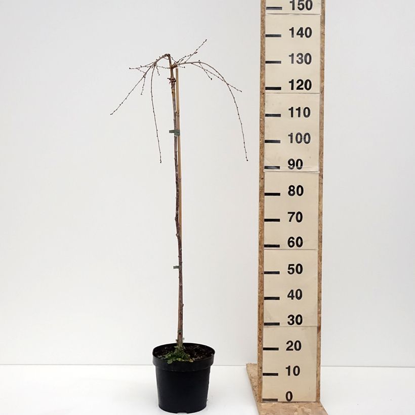 Exemplaar van Prunus incisa Frilly Frock - Fuji-kers Pot van 7,5 l/10 l, Stengel zoals geleverd in de winter