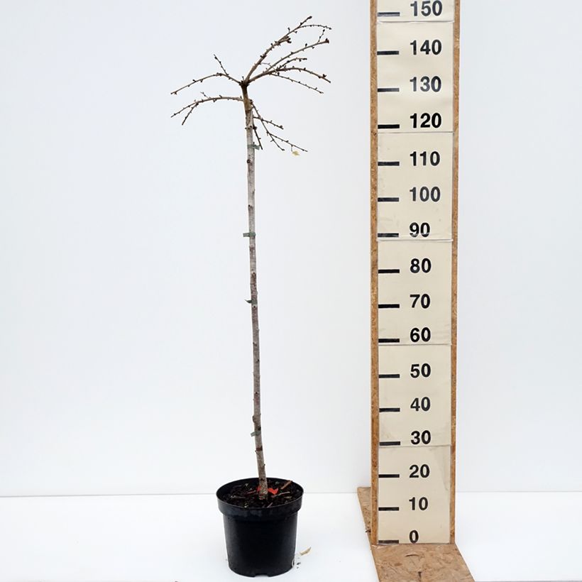 Exemplaar van Prunus incisa Frilly Frock - Fuji-kers Pot van 7,5 l/10 l, Stengel zoals geleverd in de herfst