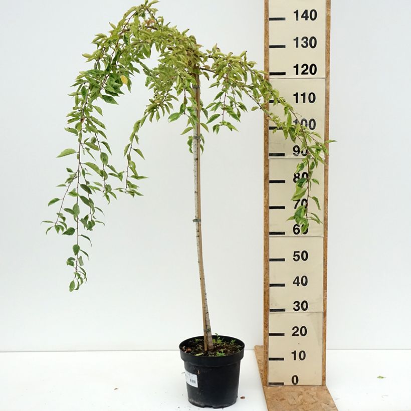 Exemplaar van Prunus incisa Frilly Frock - Fuji-kers Pot van 7,5 l/10 l, Stengel zoals geleverd in de zomer