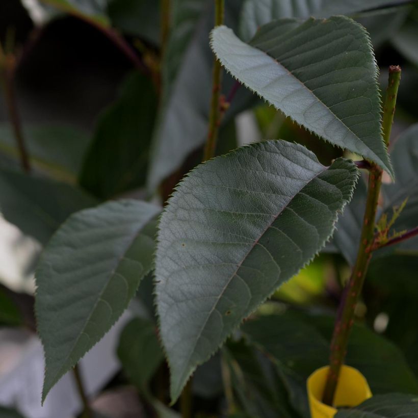 Prunus serrulata Kanzan - Japanse sierkers (Blad)