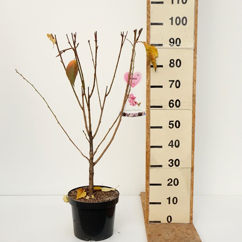 Exemplaar van Prunus serrulata Kanzan - Japanse sierkers Pot van 7,5 l/10 l, Struik zoals geleverd in de herfst