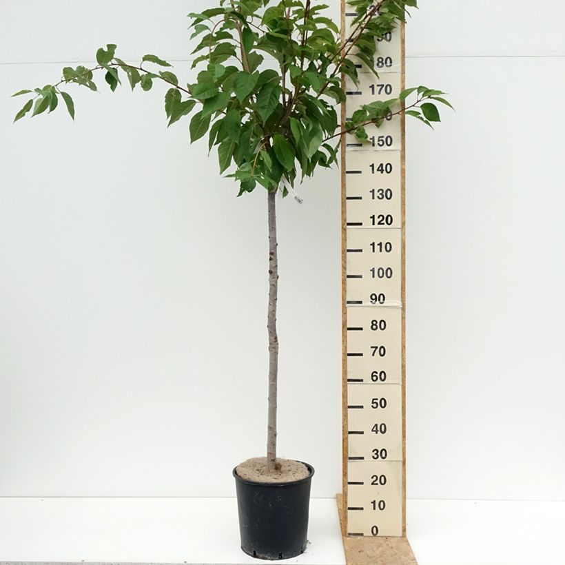 Exemplaar van Prunus serrulata Kanzan - Japanse sierkers Pot van 7,5 l/10 l zoals geleverd in de zomer