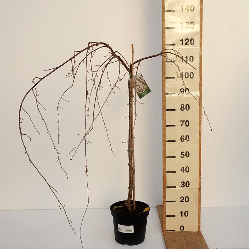 Exemplaar van Prunus yedoensis Ivensii - Yoshinokers Pot van 4 l/5 l zoals geleverd in de herfst