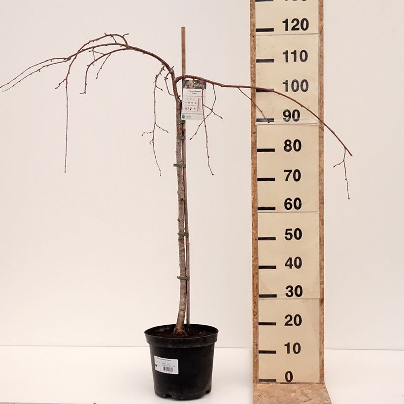 Exemplaar van Prunus yedoensis Ivensii - Yoshinokers Pot van 4 l/5 l zoals geleverd in de winter