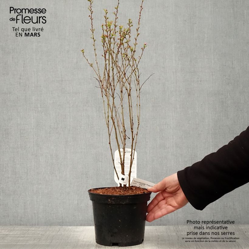 Exemplaar van Prunus glandulosa Rosea Plena - Witte amandel Pot van 3 l/4 l zoals geleverd in de lente