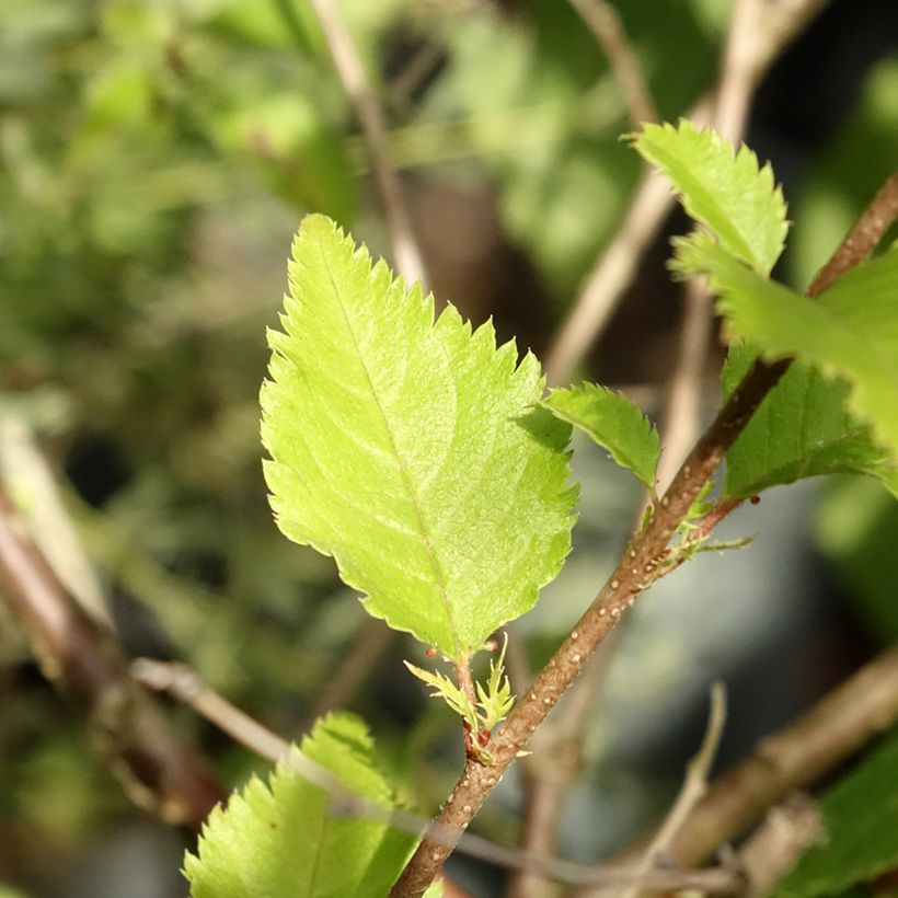 Prunus subhirtella Hally Jolivette - Winterbloeiende kers (Blad)