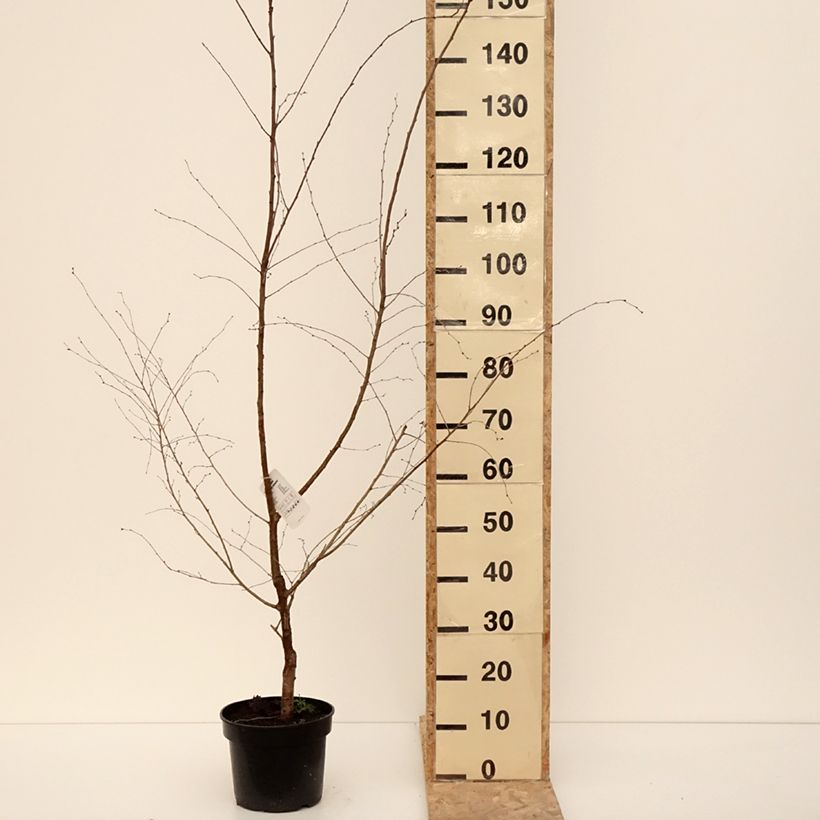 Exemplaar van Prunus subhirtella Hally Jolivette - Winterbloeiende kers Pot van 4 l/5 l zoals geleverd in de winter